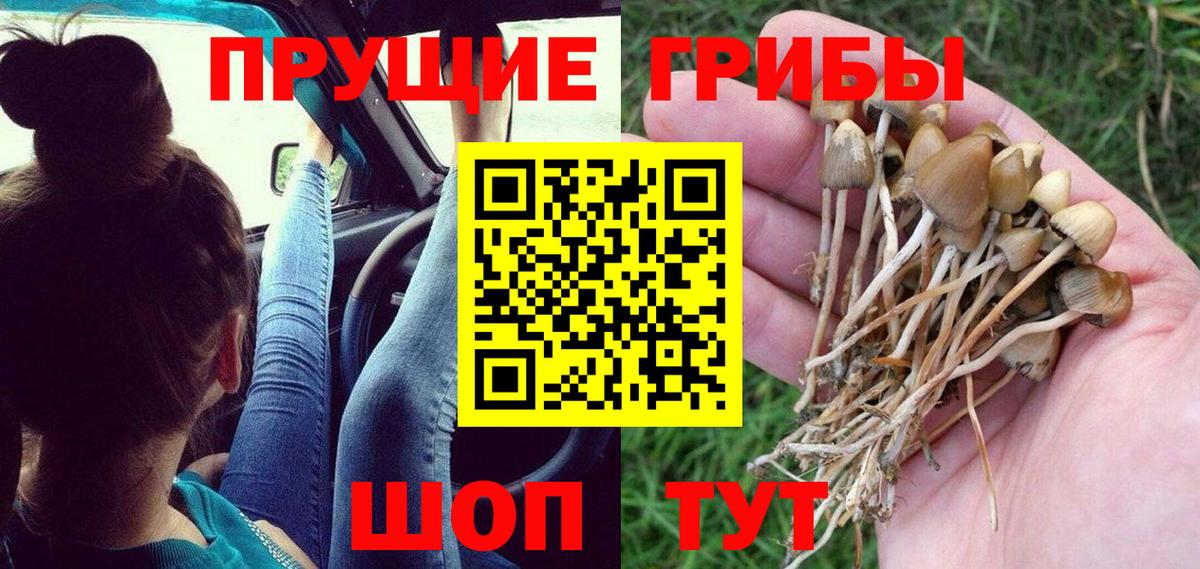 Псилоцибиновые грибы GOLDEN TEACHER  Галлюциногенные грибы ЛСД  Отрадное  где продают наркотики  Вход с VPN 